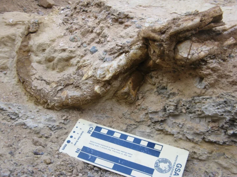 One of the dinosaur's claws was unearthed with its keratinous sheath still preserved. Yoshi Kobayashi/Hokkaido University