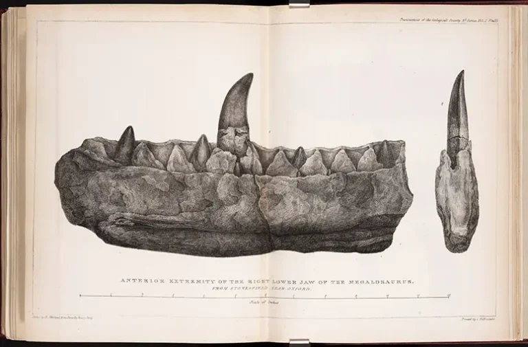 Folding plate of Megalosaurus jaw, lithograph from drawing by Mary Morland, accompanying William Buckland’s paper in Transactions of the Geological Society of London, ser. 2, vol. 1, plate XL at end, 1824 (Linda Hall Library)