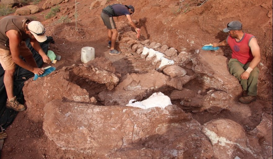 Científicos del CONICET hallan un gigantesco dinosaurio “cuello largo” en Neuquén