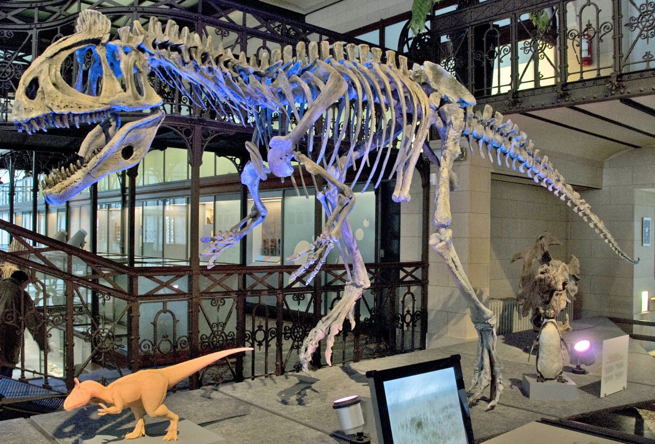 Réplica de Cryolophosaurus. MWAK - Trabajo propio Replica of Cryolophosaurus at Brussels