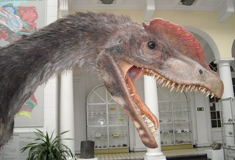 English: Model of Dilophosaurus wetherilli in the Geological Museum of the Polish Geological Institute in Warsaw Polski: Model Dilophosaurus wetherilli w Muzeum Geologicznym Państwowego Instytutu Geologicznego w Warszawie https://es.m.wikipedia.org/wiki/Archivo:Dilophosaurus_wetherilli_2.jpg