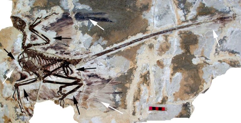 David W. E. Hone, Helmut Tischlinger, Xing Xu, Fucheng Zhang - Hone DWE, Tischlinger H, Xu X, Zhang F (2010) The Extent of the Preserved Feathers on the Four-Winged Dinosaur Microraptor gui under Ultraviolet Light. PLoS ONE 5(2): e9223. doi:10.1371/journal.pone.0009223
