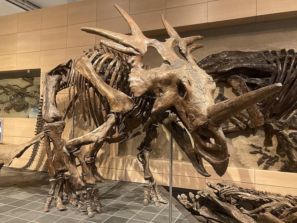 Holotype of Styracosaurus on display at Canadian Museum of Nature LittleLazyLass - Own work